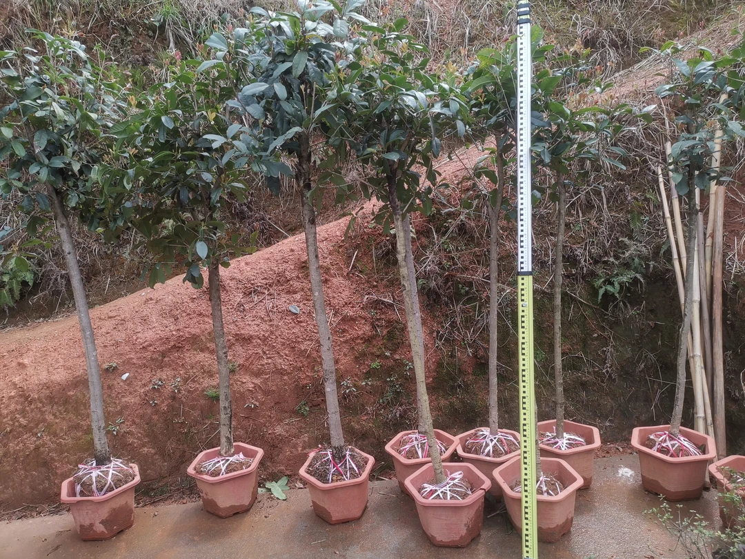 高杆黄金四季桂又名月月桂