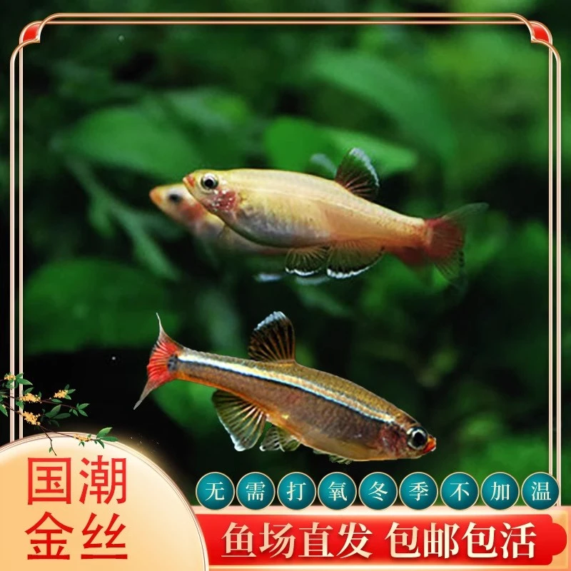 玫瑰金丝鱼斑马鱼冷水鱼灯鱼小型鱼原生鱼红尾灯科鱼不加温观赏鱼