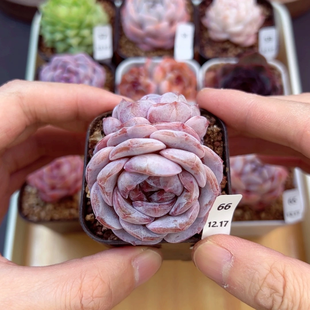 好好看66、哈哈哈哈