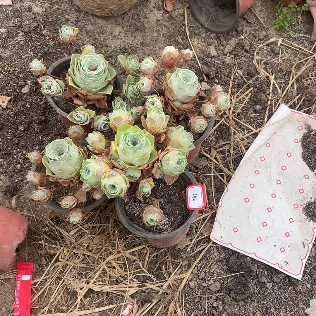 ⋆****山地玫瑰4颗 542