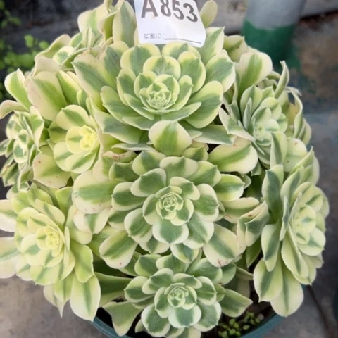 853绿豆沙20厘米左右