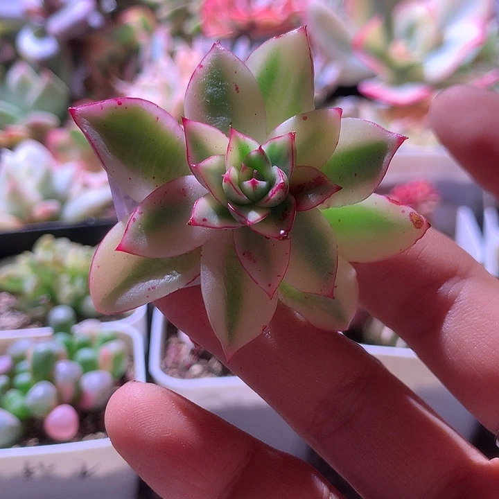 斗牛士砍头有杆子