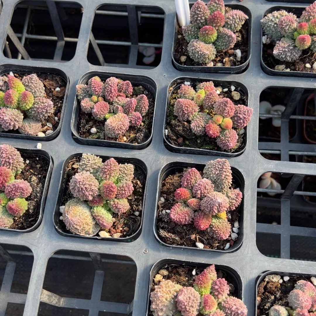 朱紫玉水泡一颗量拍多肉满20包邮下午发