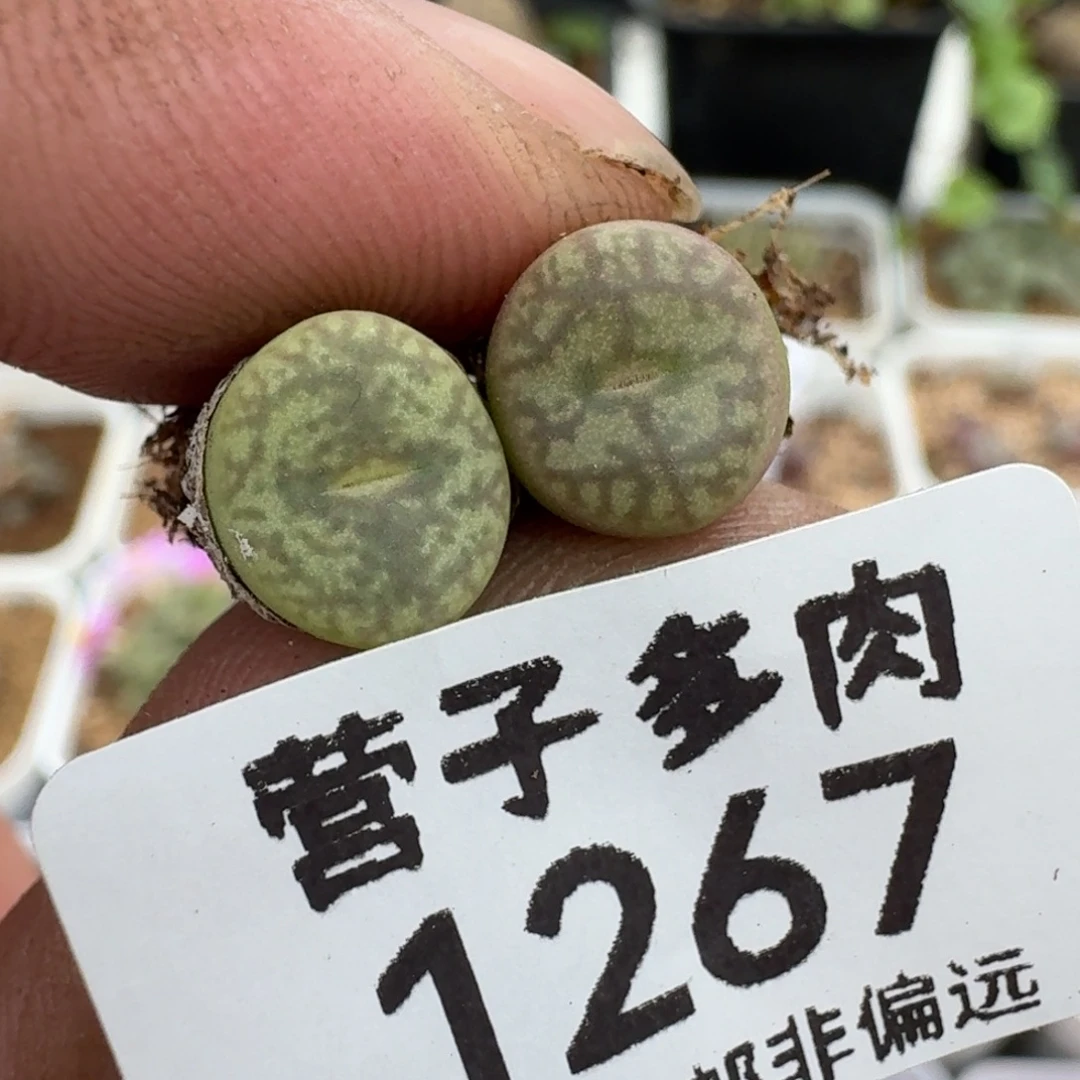 毛杂。 两颗。
