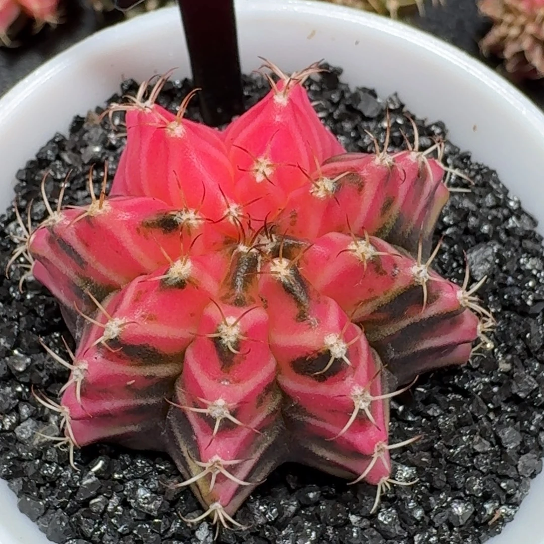 米哈实生自然锦泰国进口92