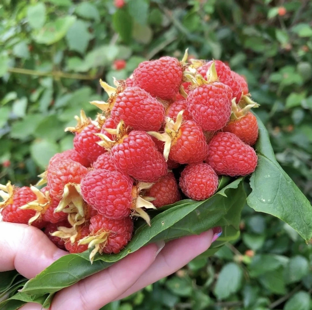 【双季红树莓种子】家庭阳台盆栽地栽四季种植