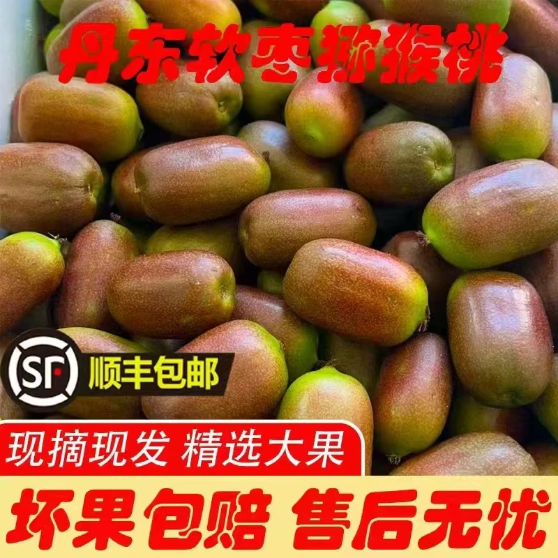 东北特产紫红皮软枣猕猴桃奇异莓海佳1号品种1/2/3斤浓香浓甜型