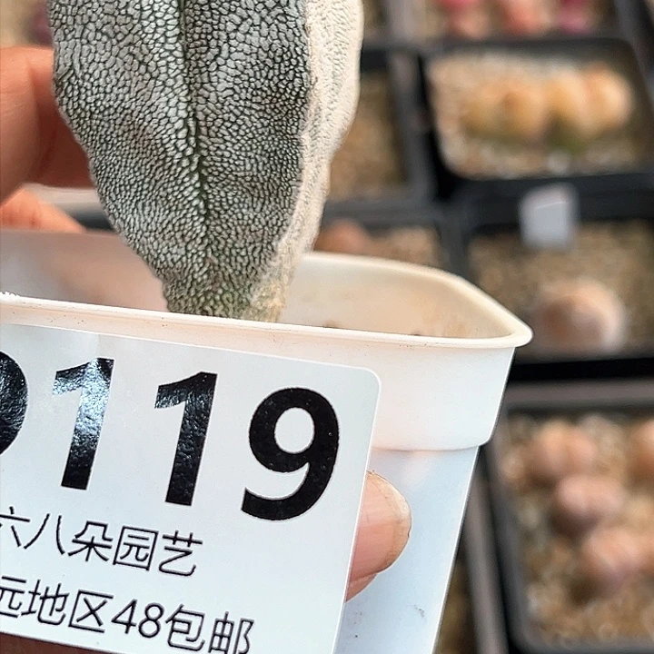 特价恩冢鸾凤玉1111