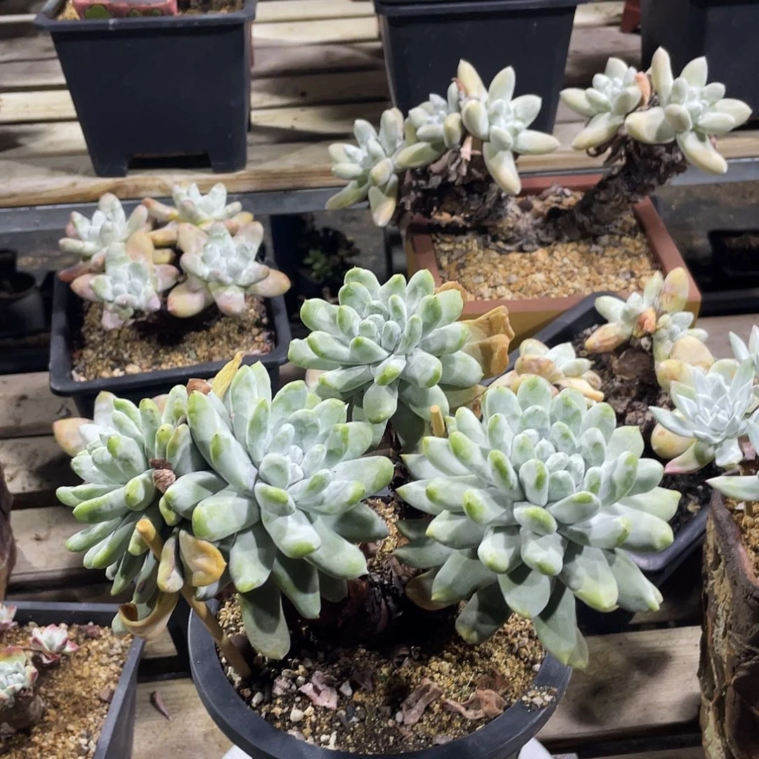 拇指帕奇飞图仙女杯