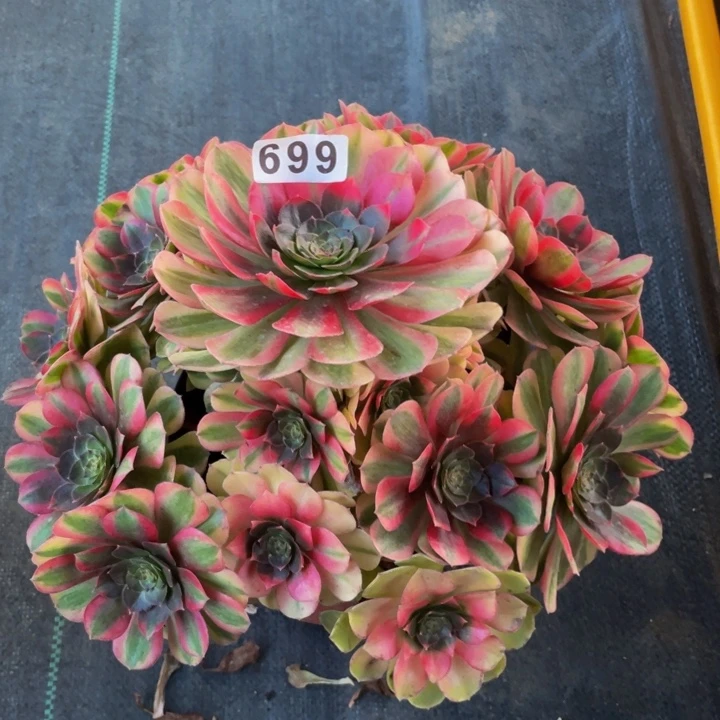 小*伞699老庄多肉法师雨荷