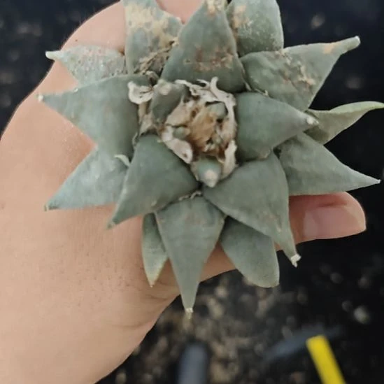一物一拍，实生仙人球