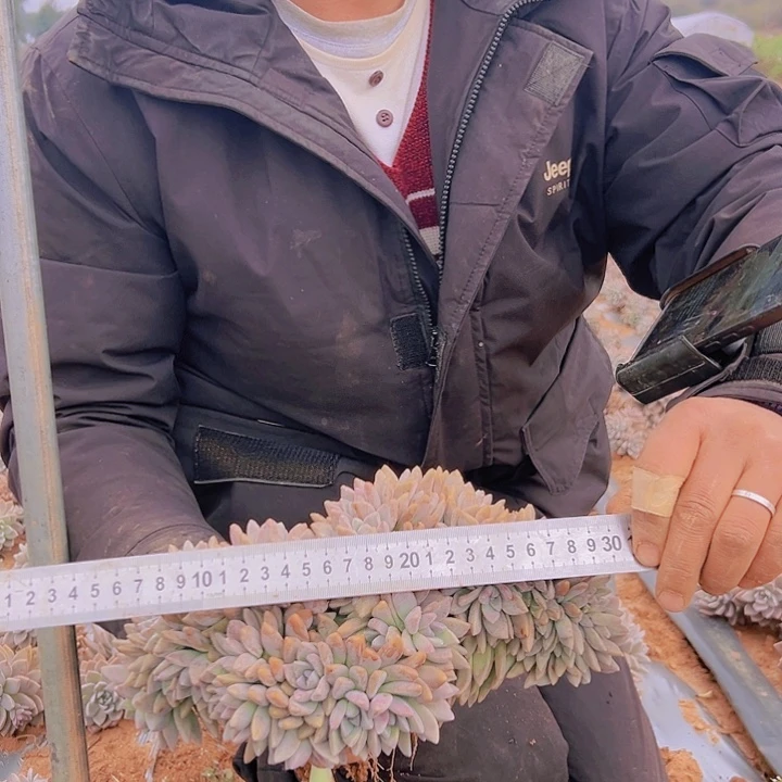 淡雪板子缀 9951一颗轻微断枝不售后