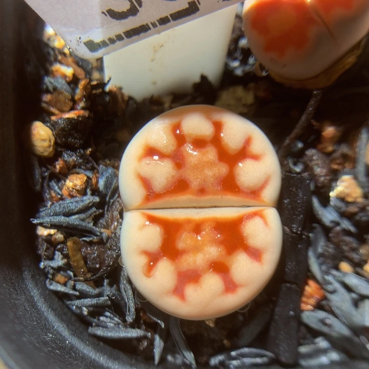 绝绝子生石花精品3016