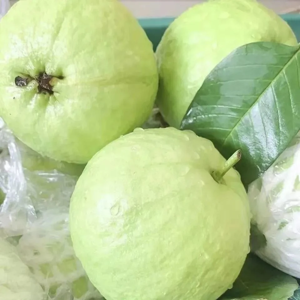 广西产地批发新鲜白心红心芭乐正宗番石榴口感脆爽牛奶多汁苹果梨