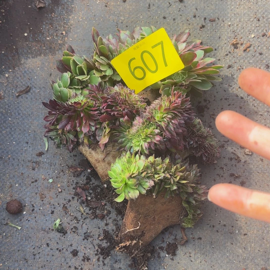 哈哈多肉葡萄福利607