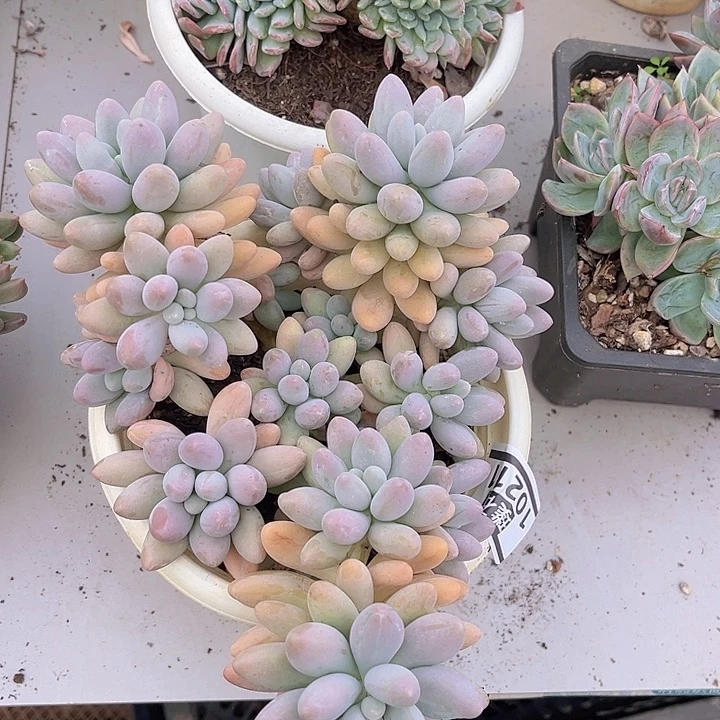 粉恋10211多肉植物