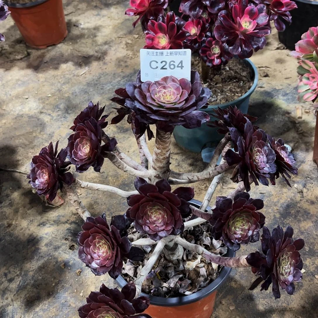 新****念多肉264黑暗萝莉法师