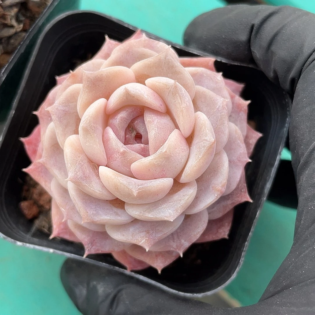 优选纯爱福利924