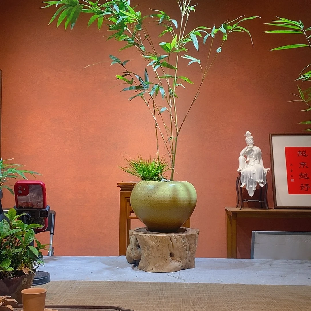 1***举无花朵老桩精品竹盆景作品