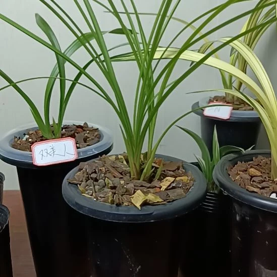 完全开放心心相印3苗2花苞