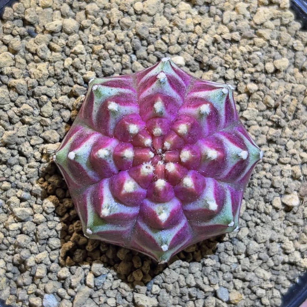 梦想轮回 米哈仙人球