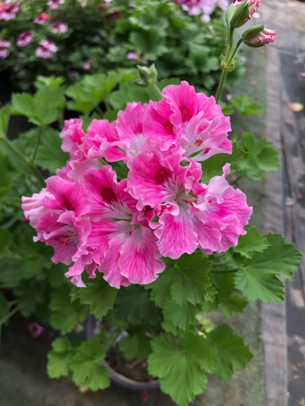 【生日女孩】大花天竺葵蝴蝶梅