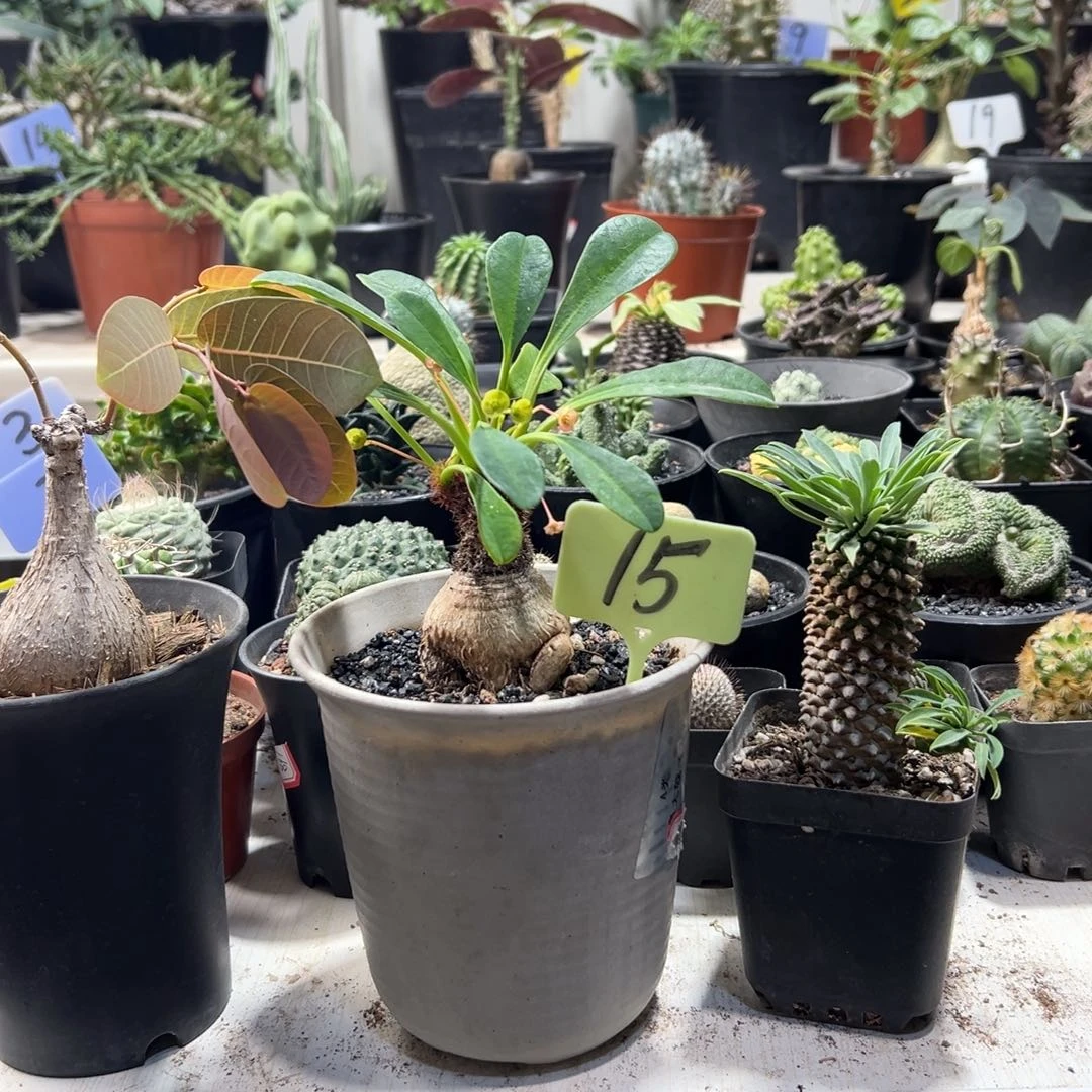 哈***Q奇异油柑➕象鼻➕铁甲麒麟带盆111