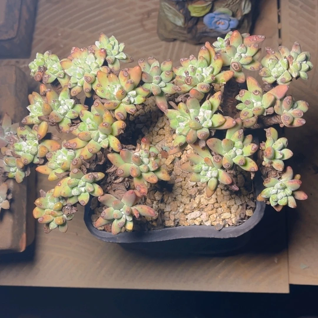 阿*法豆老桩多头群生