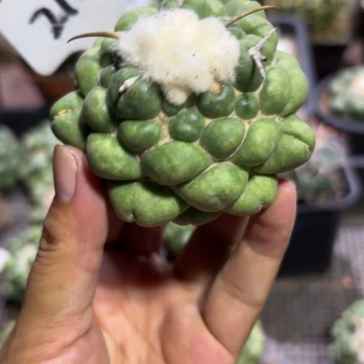 2102有根无刺象牙好养