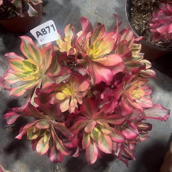 871魅影法师砍过丛林多肉