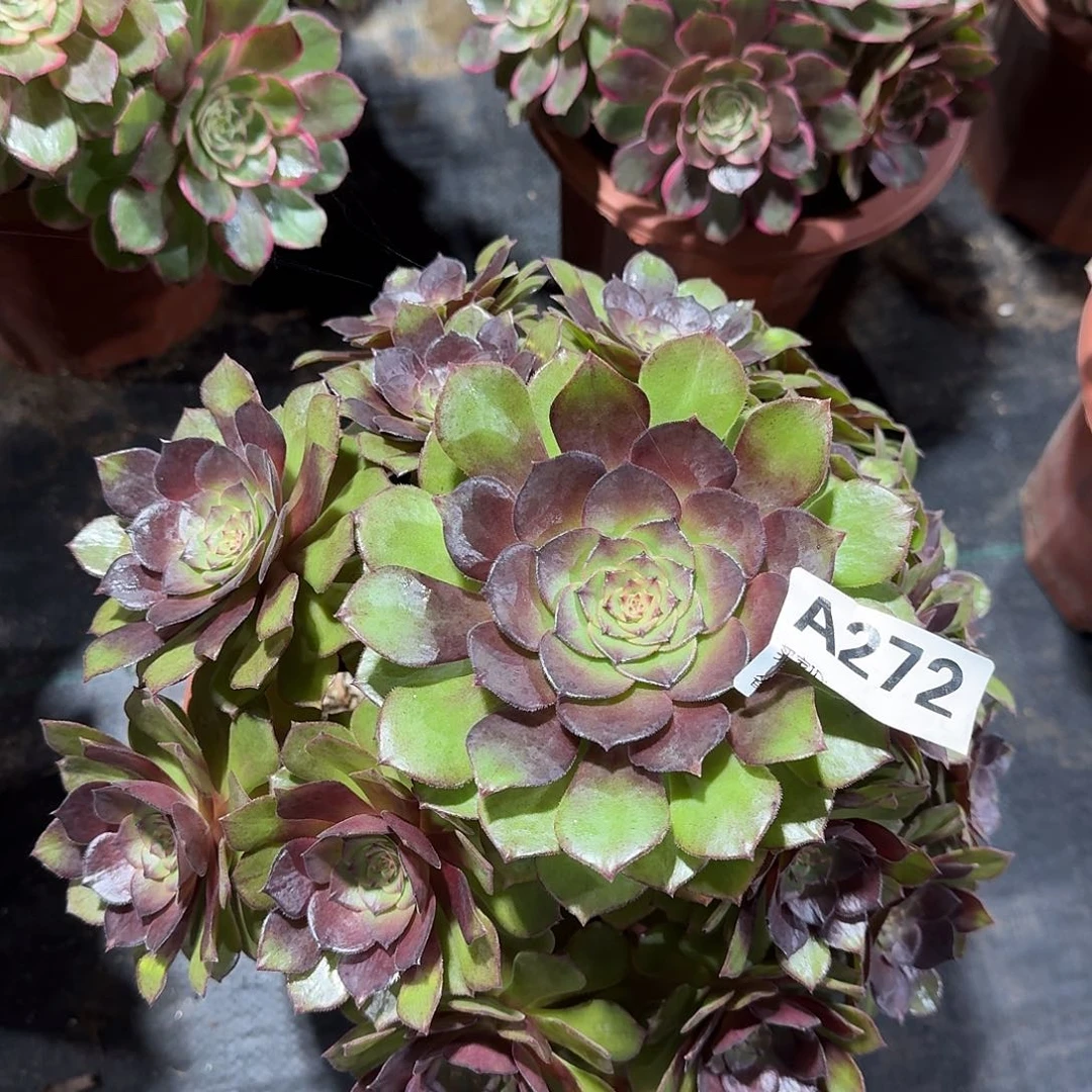 红魔多肉法师a272