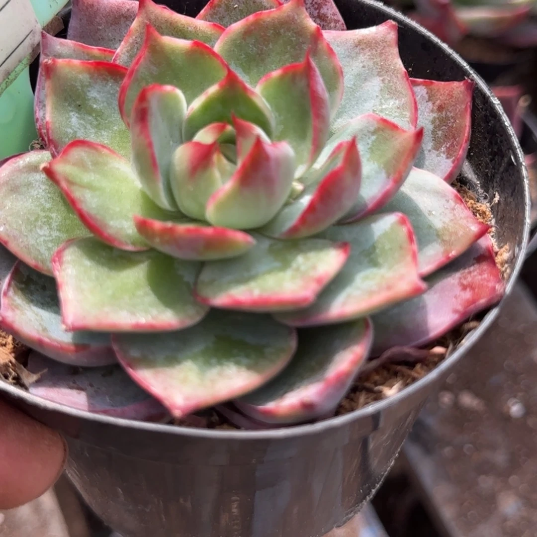 惊鸿一物一拍包装收缩花旱901