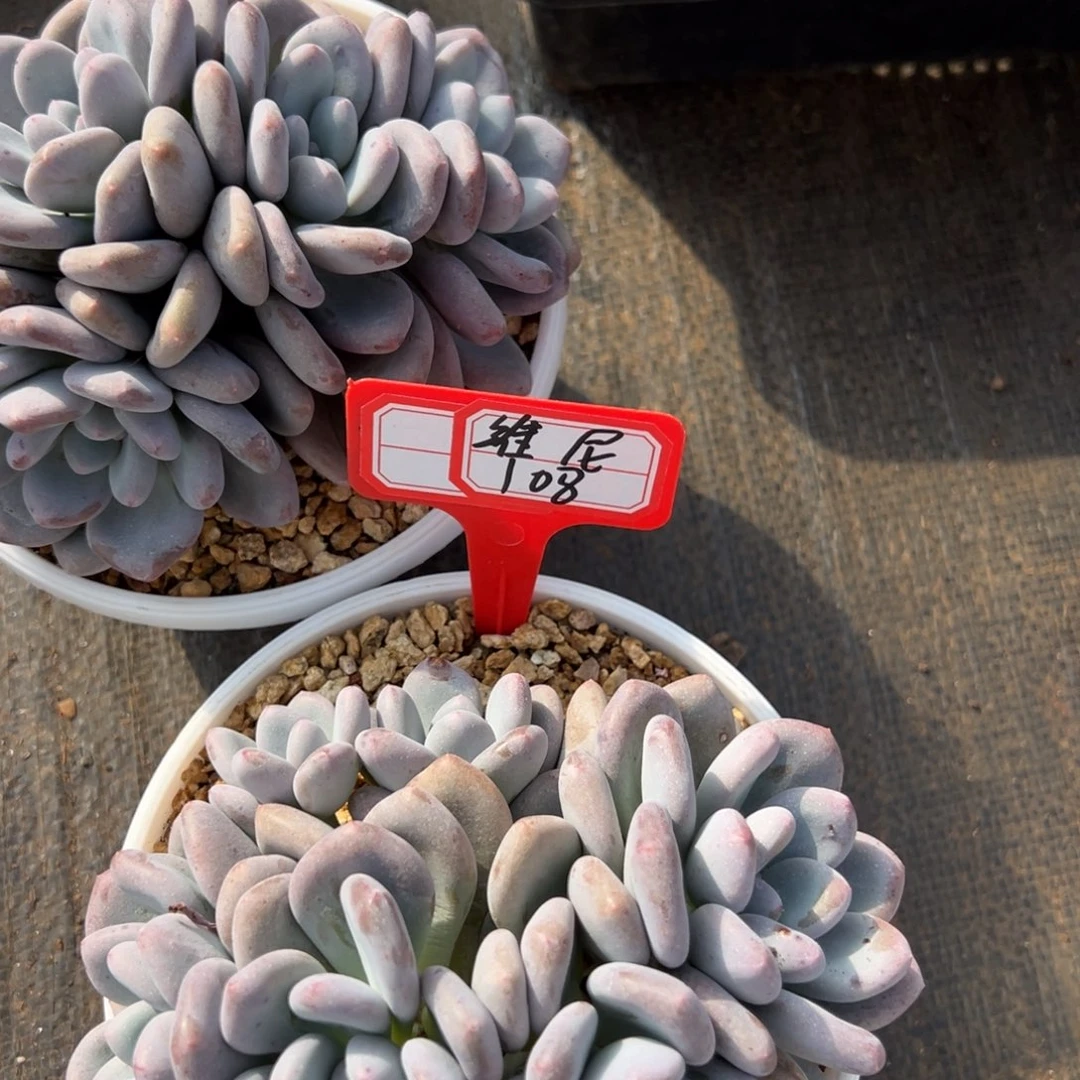 维****维尼108。