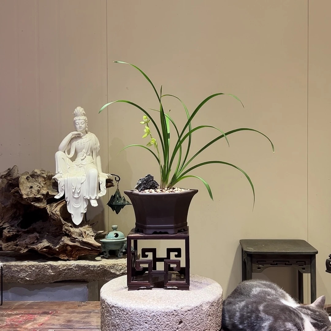 大部分花苞少量开放春剑素荷