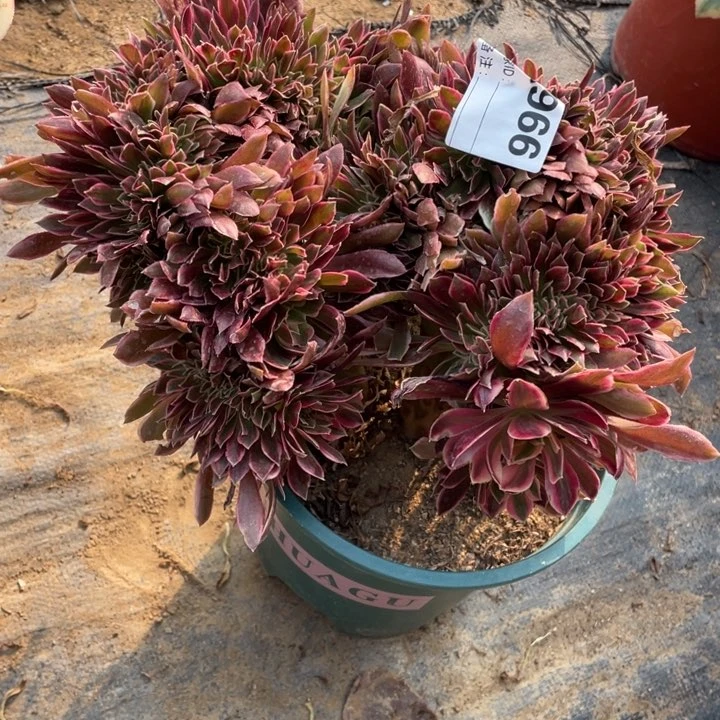 多肉女神缀化966