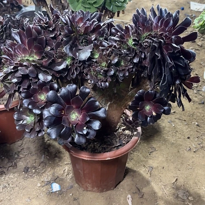 多肉植物欧紫缀38