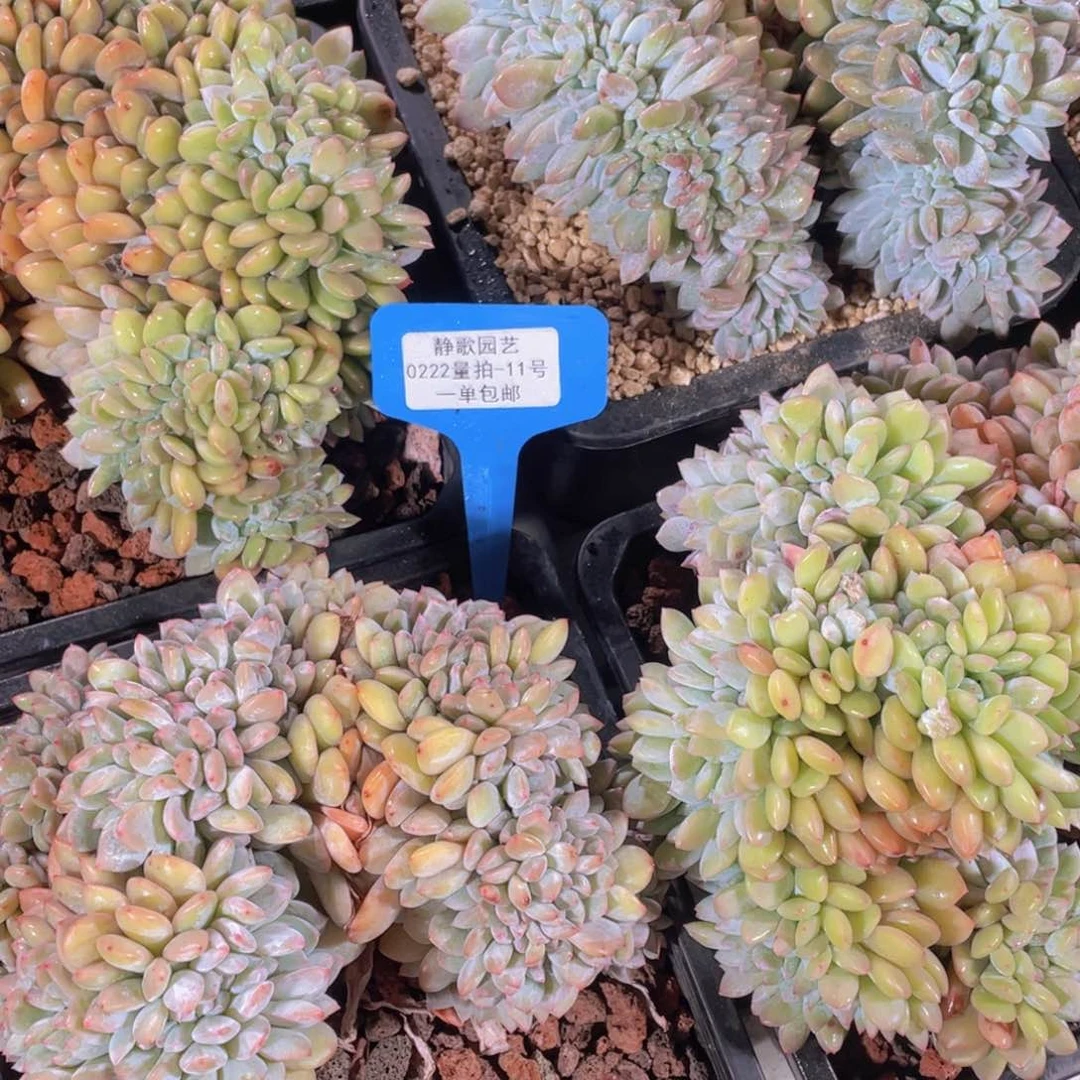 0222-11-梦露缀化高板一颗