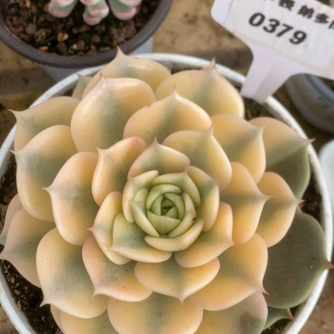 379贝加尔湖锦锦锦锦锦锦锦