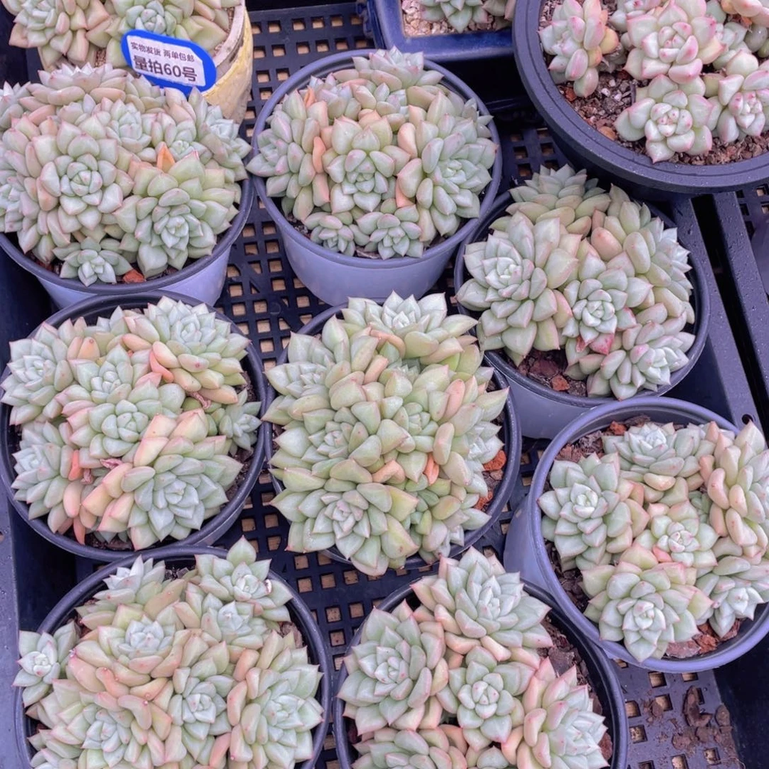 量拍60号 黄金象牙母本大群生6头起一个