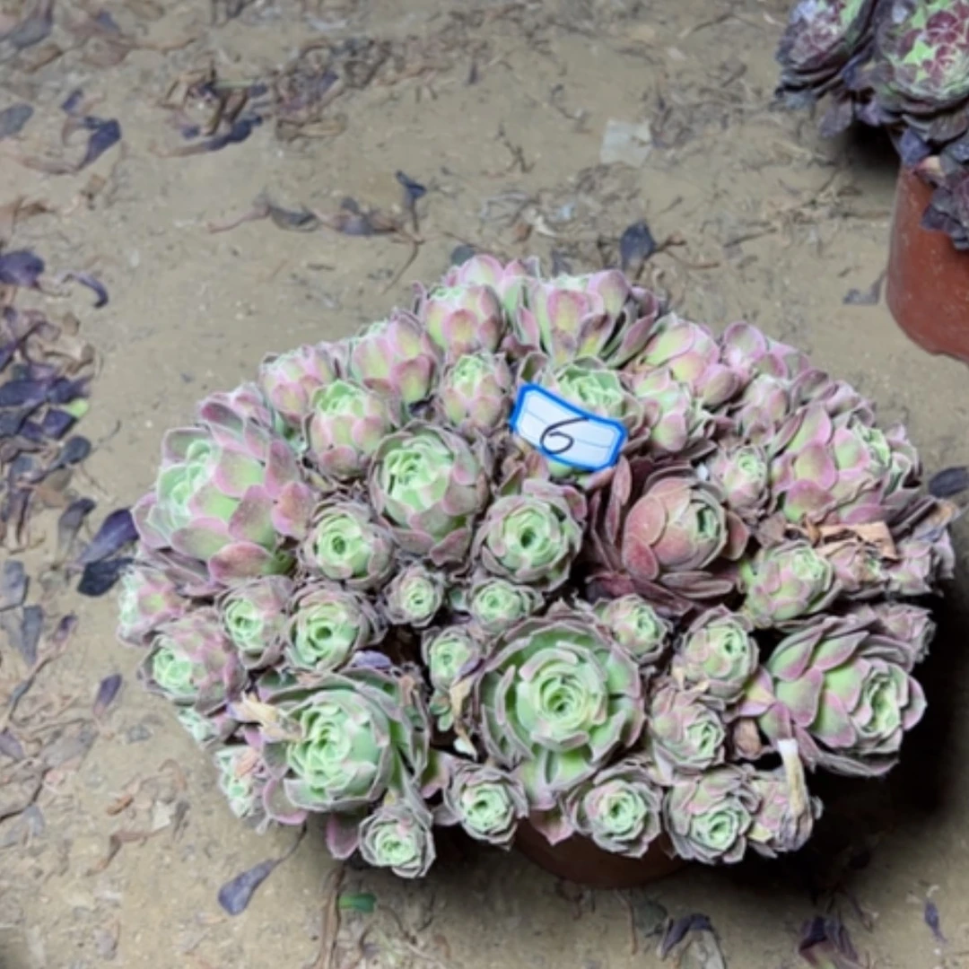 【闪购商品】多肉植物白凤6