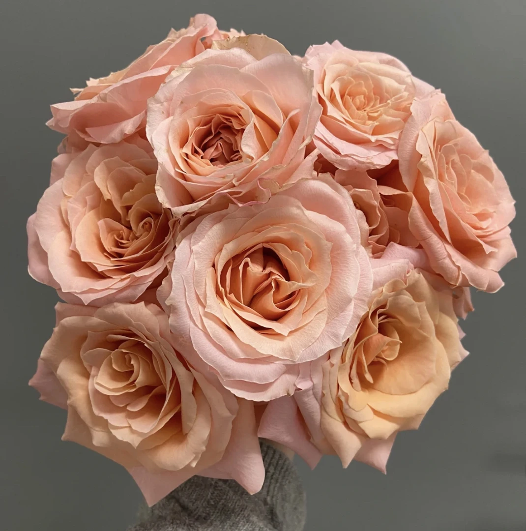 (曼）微光15支+5支防损鲜花任意满2单包邮