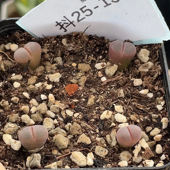 25-133肉锥c10多肉植物