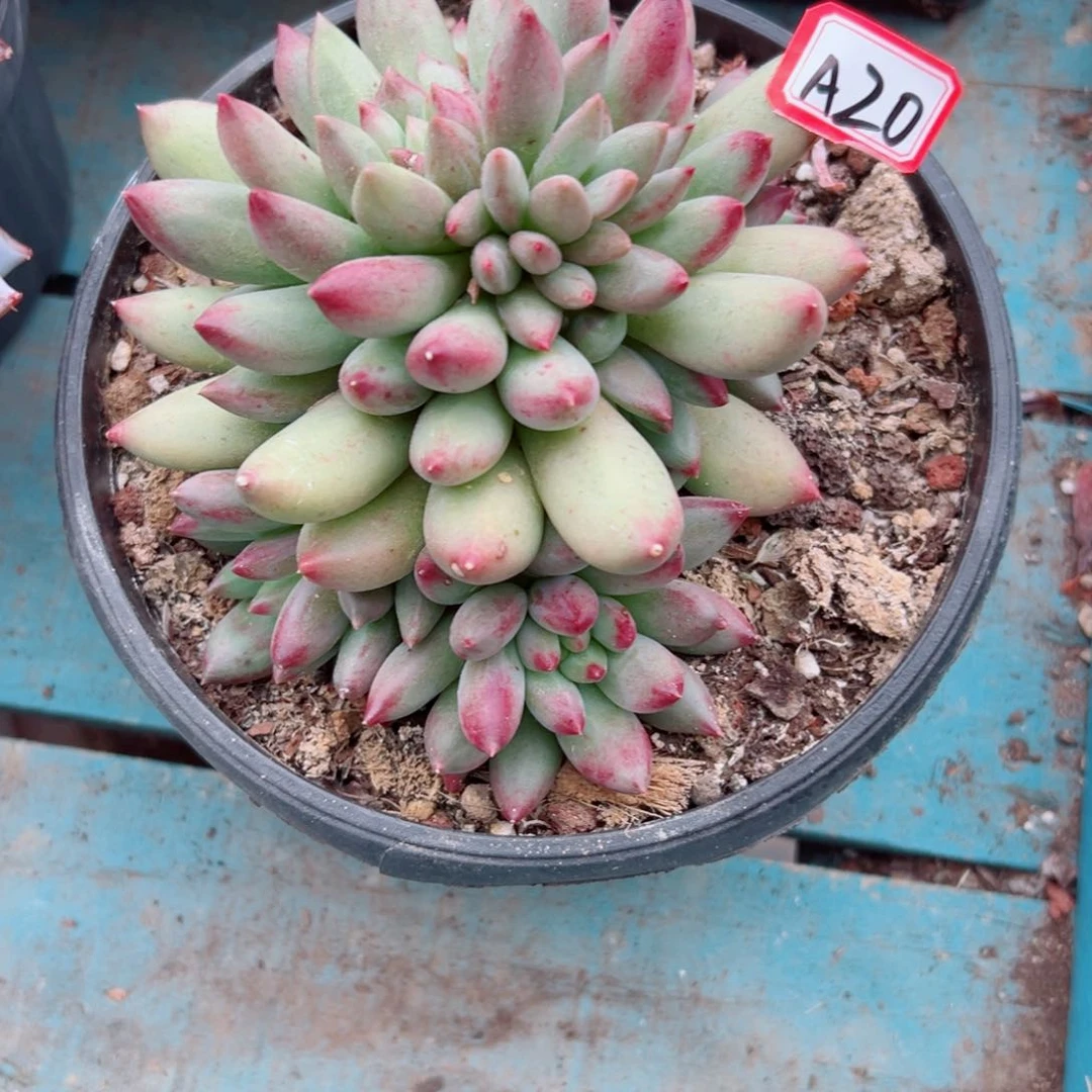 j***u精品多肉植物老桩