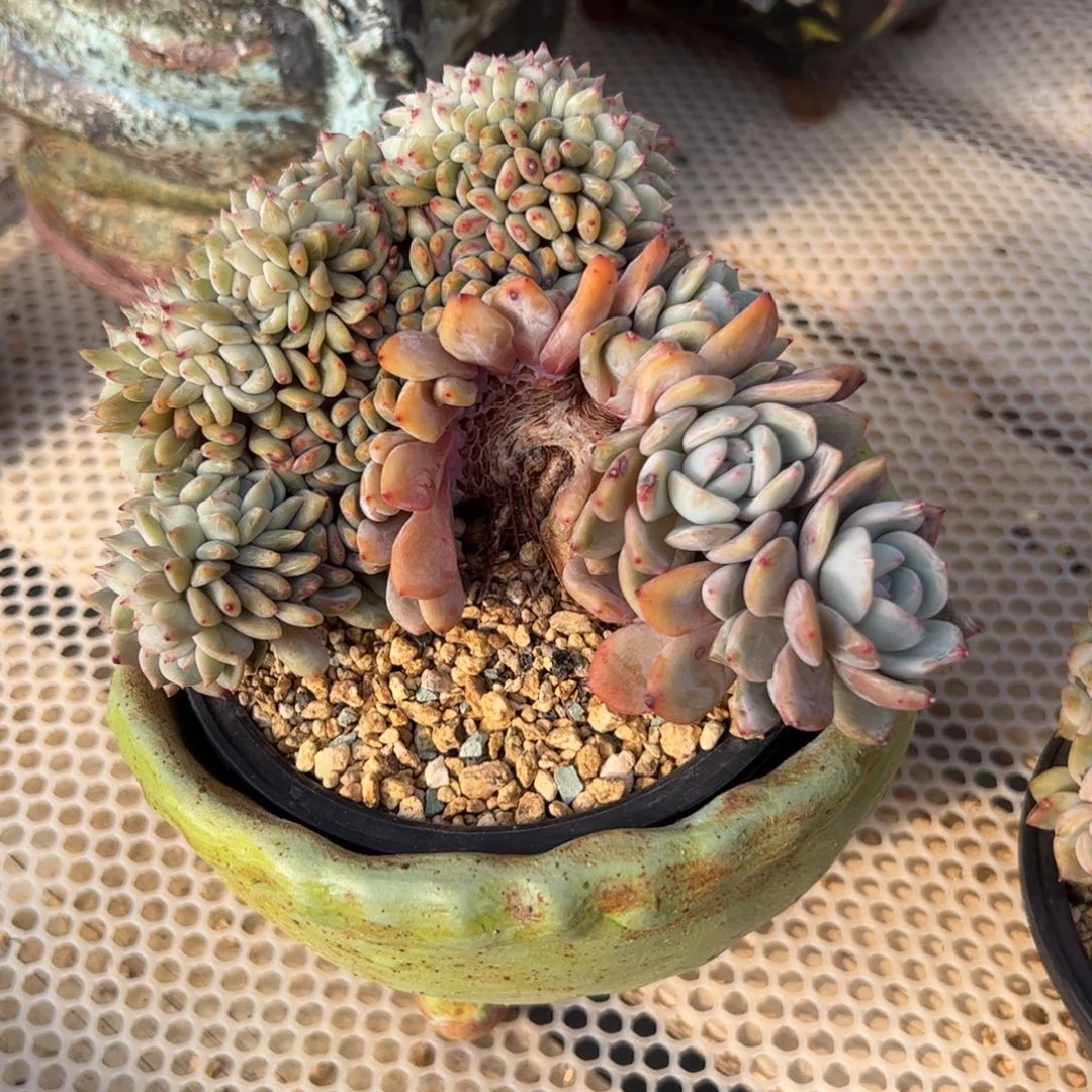 用****6星影小树朵朵缀-896