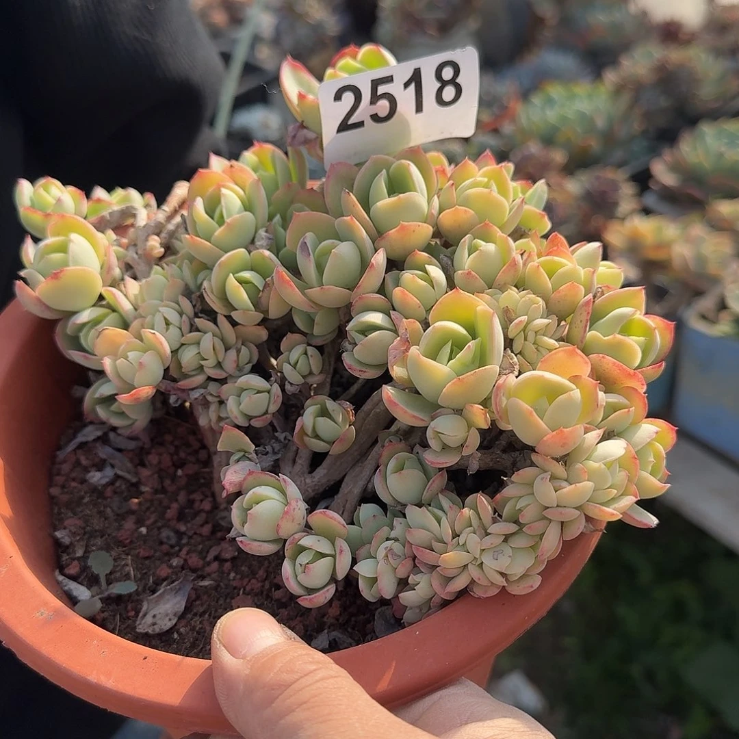 c**b1566666666666666666