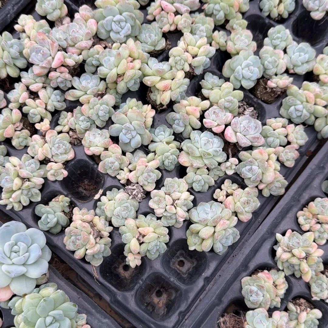 20个白体冰玉群不包整