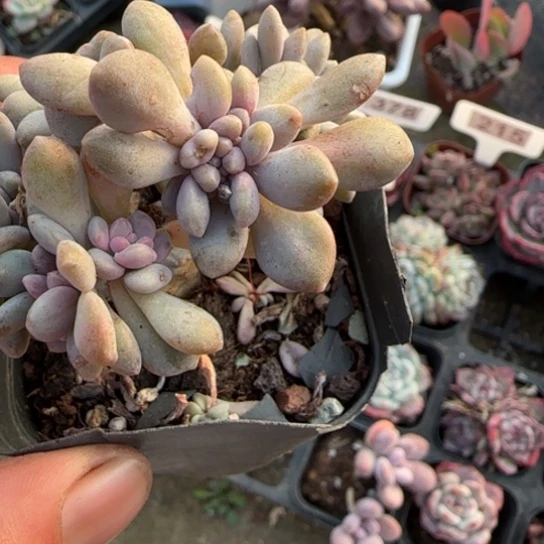 128醉美人缀多肉植物多