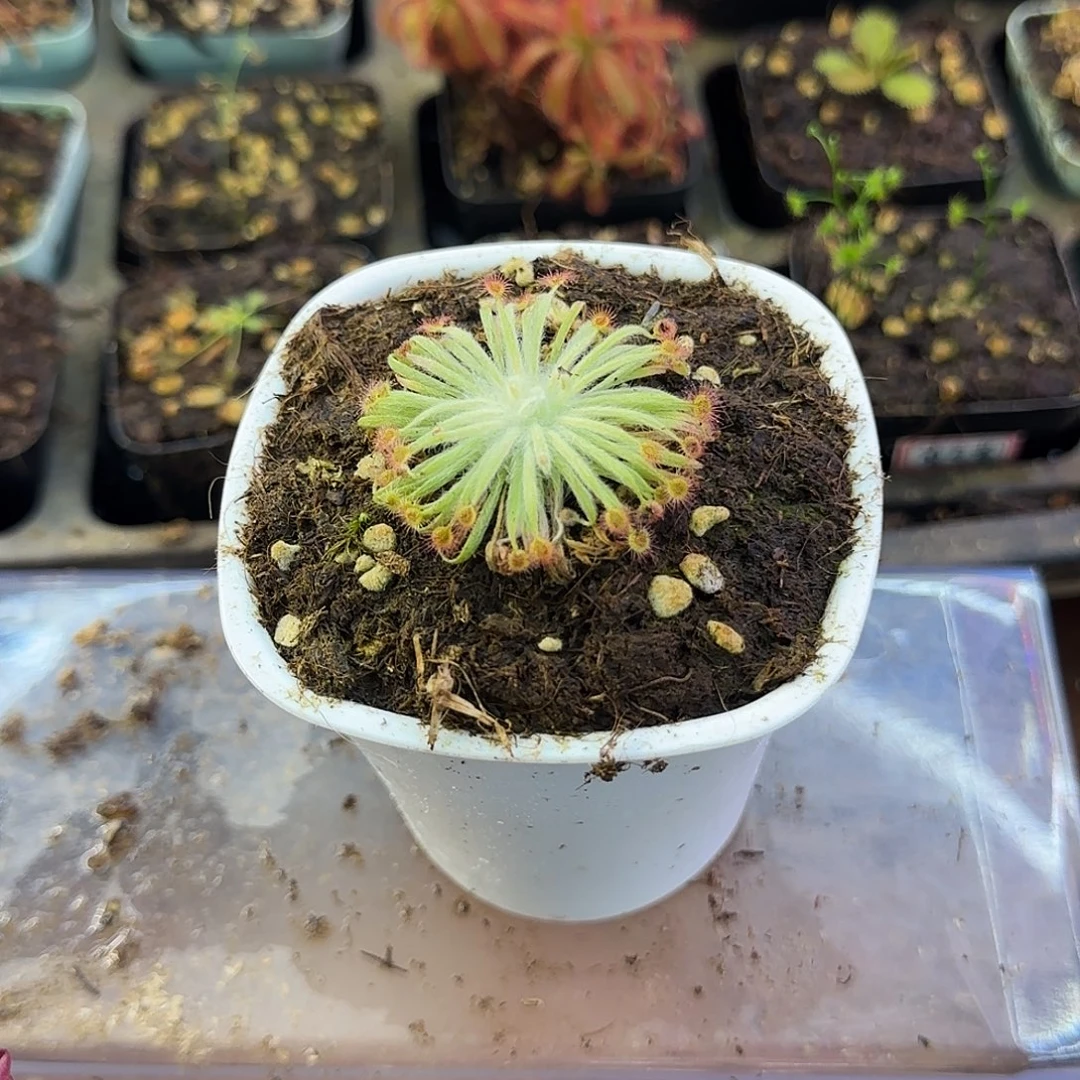 完全开放德比珊瑚茅膏菜