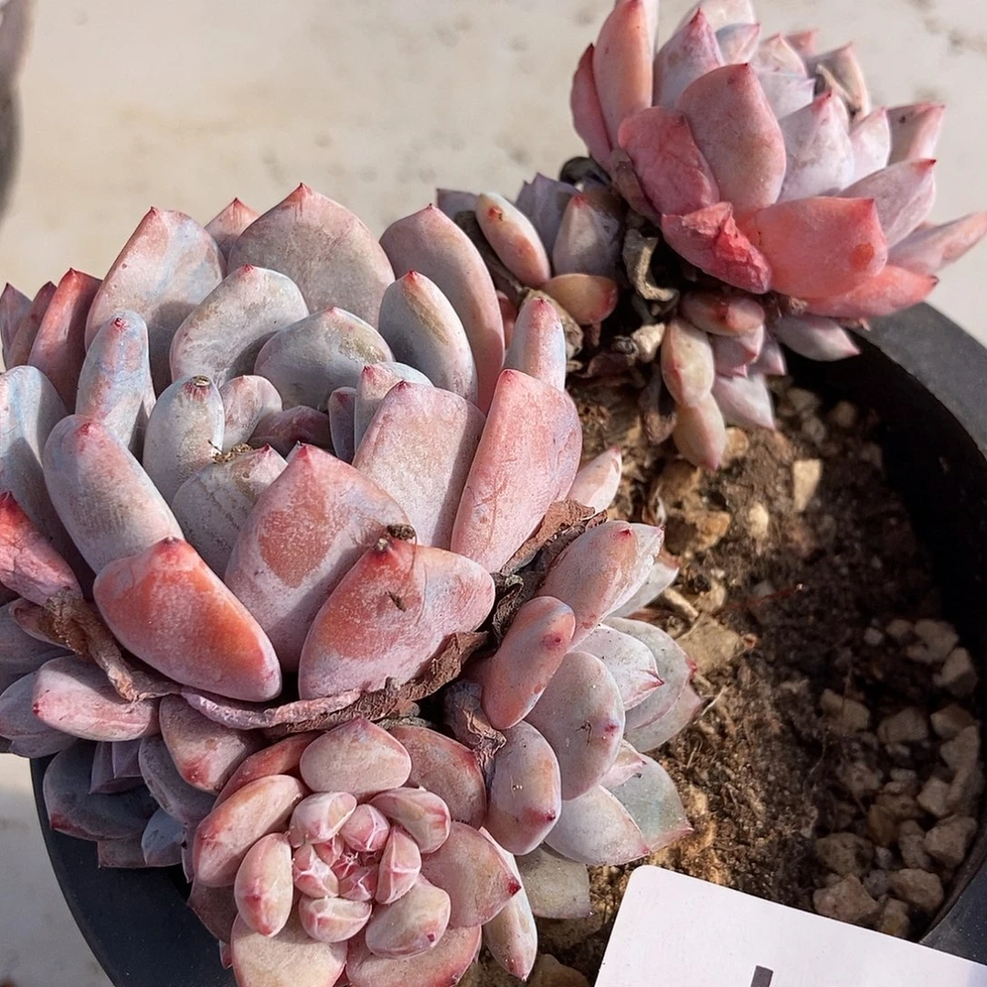 91 一物一拍不退不换