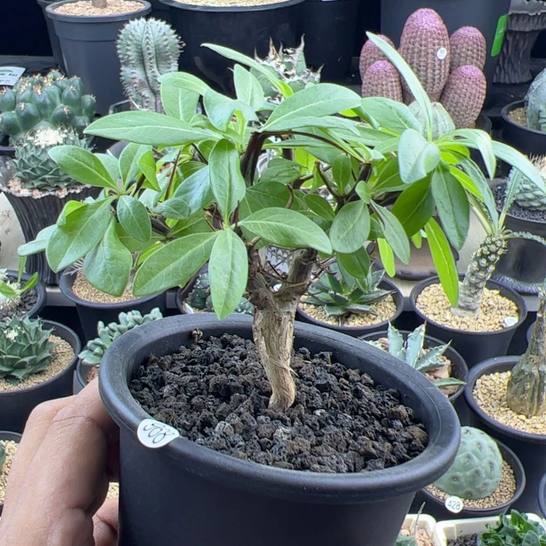 簇生福桂花一物一拍